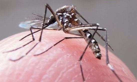 Locais ondem há circulação do mosquito Aedes aegypti têm risco de surto moderado ou alto, de acordo com a OMS