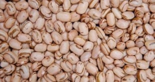 Governo autoriza importação de feijão para reduzir o preço