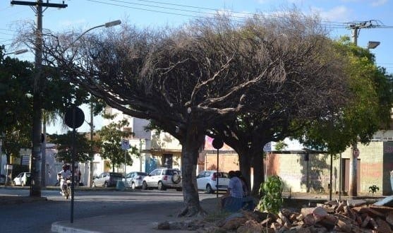 Montes Claros - Prefeitura de Montes Claros faz a retirada de árvores doentes da Praça da Estação