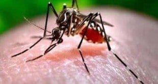 MG - Minas Gerais contabiliza 105 mortes por dengue no primeiro semestre de 2016