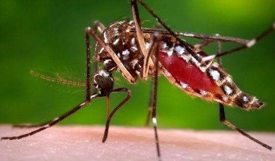 MG - Minas Gerais bate recorde de mortes por dengue