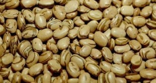 Feijão caro faz prato feito do almoço ficar menor e com marca mais barata