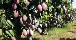 Redução na aplicação de um regulador vegetal contribui para prolongar a qualidade do solo no cultivo da manga