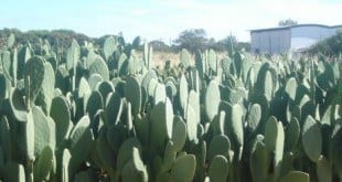 Constituída por até 90% de água, a palma é importante na alimentação do rebanho em áreas afetadas pela seca