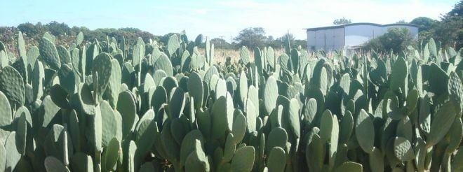 Constituída por até 90% de água, a palma é importante na alimentação do rebanho em áreas afetadas pela seca