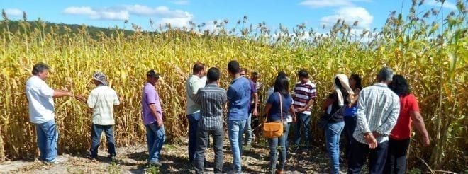 O sorgo tem ciclo curto (cerca de 4 meses) e resiste melhor a climas secos