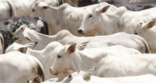 Em 2015 o estado exportou cerca de 100 mil toneladas de carne bovina, com receita equivalente a quase US$ 400 milhões