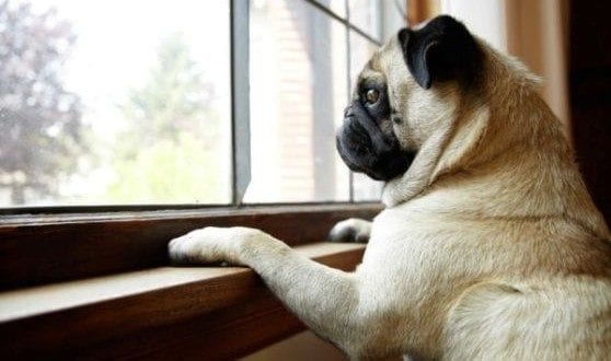 Cães conseguem saber quando o dono está chegando em casa?