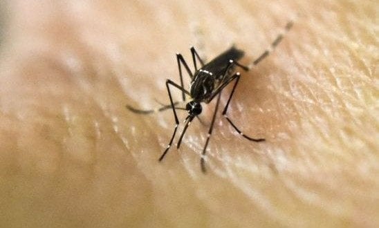 Saúde - Infecção por zika também afeta células cerebrais de adultos