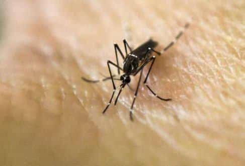 Saúde - Infecção por zika também afeta células cerebrais de adultos