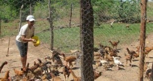 Com a associação será possível aperfeiçoar técnicas de criação de frango caipira