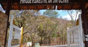 Montes Claros - Escolas municipais participarão das comemorações do Dia da Árvore no Parque da Sapucaia