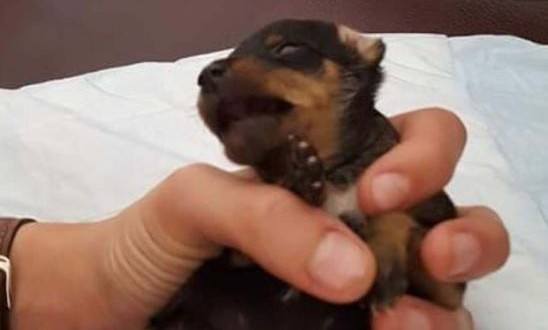 Cãozinho mutilado foi vendido em site de anúncios