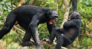 Comportamento violento pode ocorrer até mesmo entre os bonobos, primatas considerados pacíficos