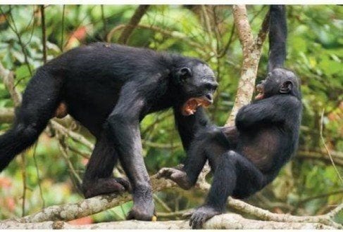 Comportamento violento pode ocorrer até mesmo entre os bonobos, primatas considerados pacíficos
