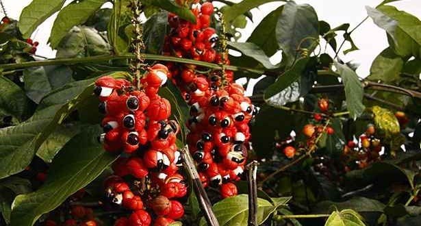 Saúde - Estudo da UFMG busca usar guaraná contra doenças inflamatórias