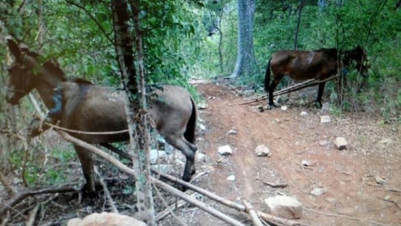 Norte de Minas - PF realiza operação na reserva indígena Xacriabá e no Parque Nacional Cavernas do Peruaçu