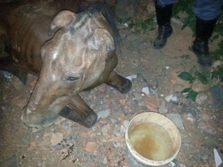 Um cavalo caiu em uma vala (de cerca de 2m de profundidade ) no Bairro Independência.