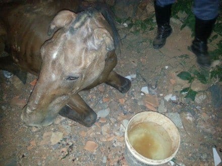 Um cavalo  caiu em uma vala (de cerca de 2m de profundidade ) no Bairro Independência.