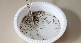 Saúde - Água sanitária combate a larva do Aedes aegypti