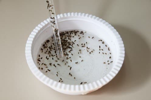 Saúde - Água sanitária combate a larva do Aedes aegypti