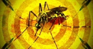 Os casos de febre amarela notificados em Minas Gerais neste ano subiram para 712.