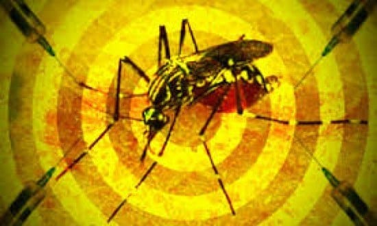 Os casos de febre amarela notificados em Minas Gerais neste ano subiram para 712.