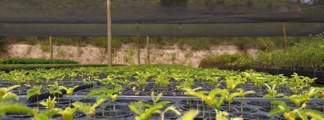 Convênio com o Instituto Espinhaço prevê a produção de 3 milhões de árvores