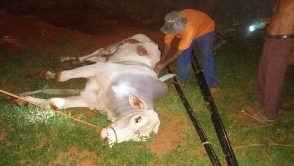 Montes Claros - Boi fica preso ao cair em sepultura de cemitério na zona rural de Montes Claros