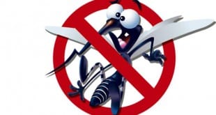 Mosquito Aedes Aegypti transmite as doenças dengue, chikungunya e zika