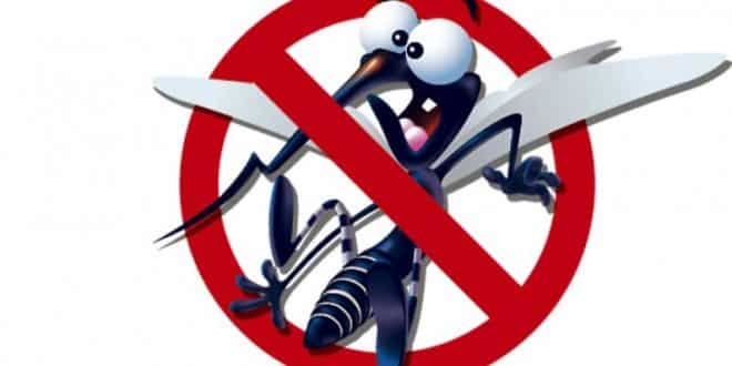 Mosquito Aedes Aegypti transmite as doenças dengue, chikungunya e zika