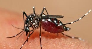 MG - Casos de dengue aumentam seis vezes em apenas uma semana em Minas