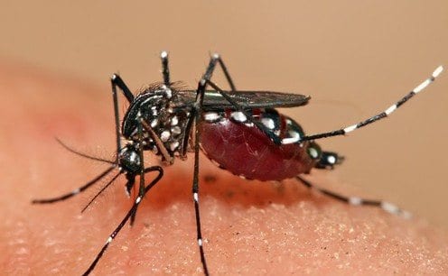 MG - Casos de dengue aumentam seis vezes em apenas uma semana em Minas