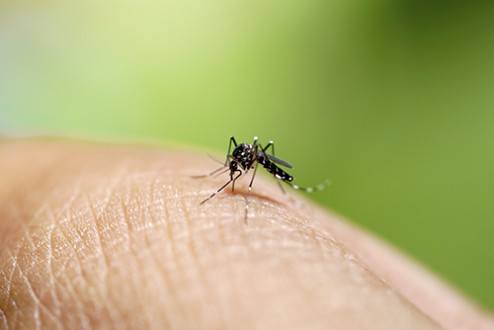 Saúde - Zika vírus: saiba como se proteger com repelentes