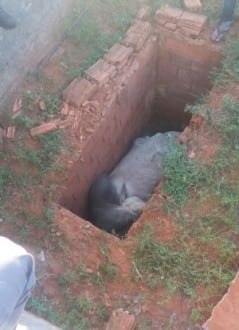 Montes Claros - Boi fica preso ao cair em sepultura de cemitério na zona rural de Montes Claros