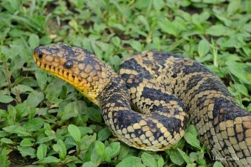 Cobra da espécie Corallus cropanii é redescoberta, 60 anos após o seu último registro vivo