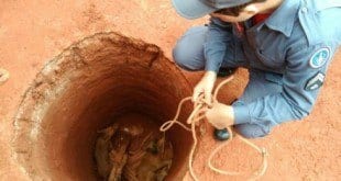 Montes Claros - Bombeiros resgatam cães que caíram em cisterna no bairro Santos Dumont