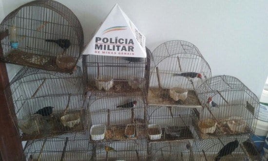 Norte de Minas - Pássaros são apreendidos em Engenheiro Dolabela