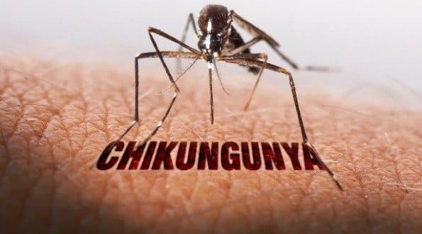 MG - Casos de chikungunya disparam em Minas Gerais