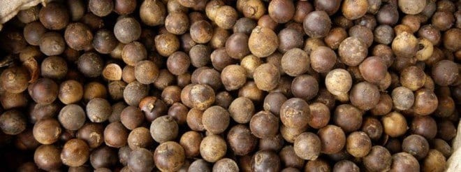 Encontrada em todo o país e abundante no estado, a macaúba é uma palmeira nativa que tem várias utilidades