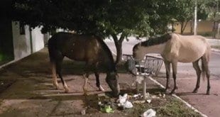 Nas redes sociais moradores fazem piadas sobre cavalos serem a nova alternativa encontrada pela gestão atual na “coleta” de lixo
