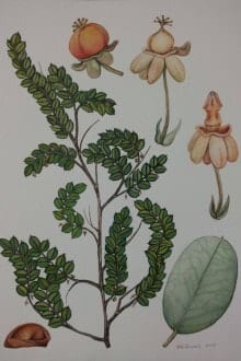 Nova espécie de Phyllanthus em homenagem a Min. Cármen Lúcia Antunes Rocha
