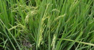 Norte de Minas - Encontro técnico apresenta tecnologias para cultivo de arroz no Norte de Minas