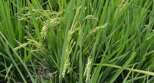 Norte de Minas - Encontro técnico apresenta tecnologias para cultivo de arroz no Norte de Minas
