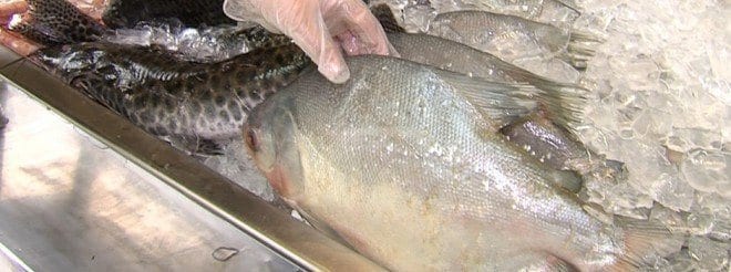 O primeiro ponto a ser observado na hora da compra do peixe é a refrigeração