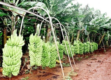 Norte de Minas - Projeto Campo Futuro aponta custo de produção de banana no Jaíba