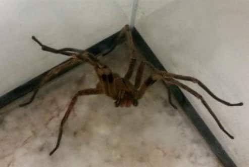 A aranha armadeira tem esse nome pela sua posição de defesa: ela se apoia sobre as pernas traseiras e ergue as dianteiras para dar o bote no possível agressor