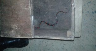 Montes Claros - Cobra "Coral" é encontrada dentro de casa bairro Vila Atlântida
