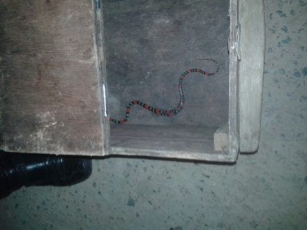 Montes Claros - Cobra "Coral" é encontrada dentro de casa bairro Vila Atlântida