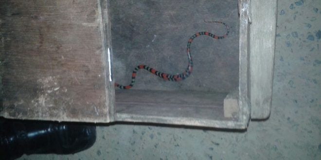 Montes Claros - Cobra "Coral" é encontrada dentro de casa bairro Vila Atlântida